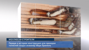 20160511_eto_interesno_molluski